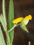 Arrowhead rattlebox